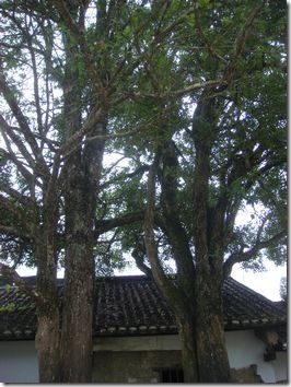 clip_image001