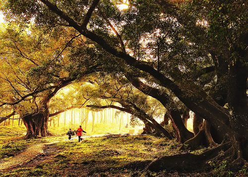 金色童年（作者：南平市延平区城区信用社 刘怀莹.jpg